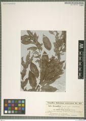 Foto von Salix bornmuelleri Hausskn.